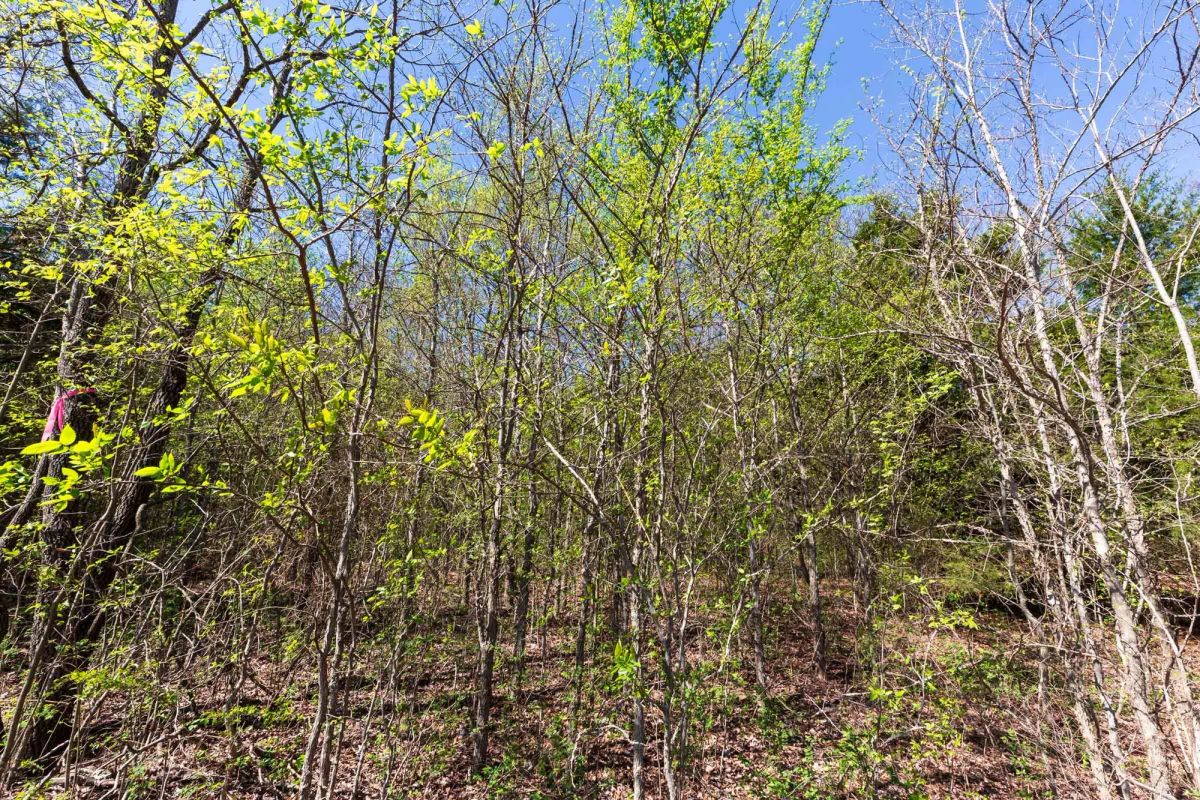 Decorative background for Prairie Grove Tract 18 image 25