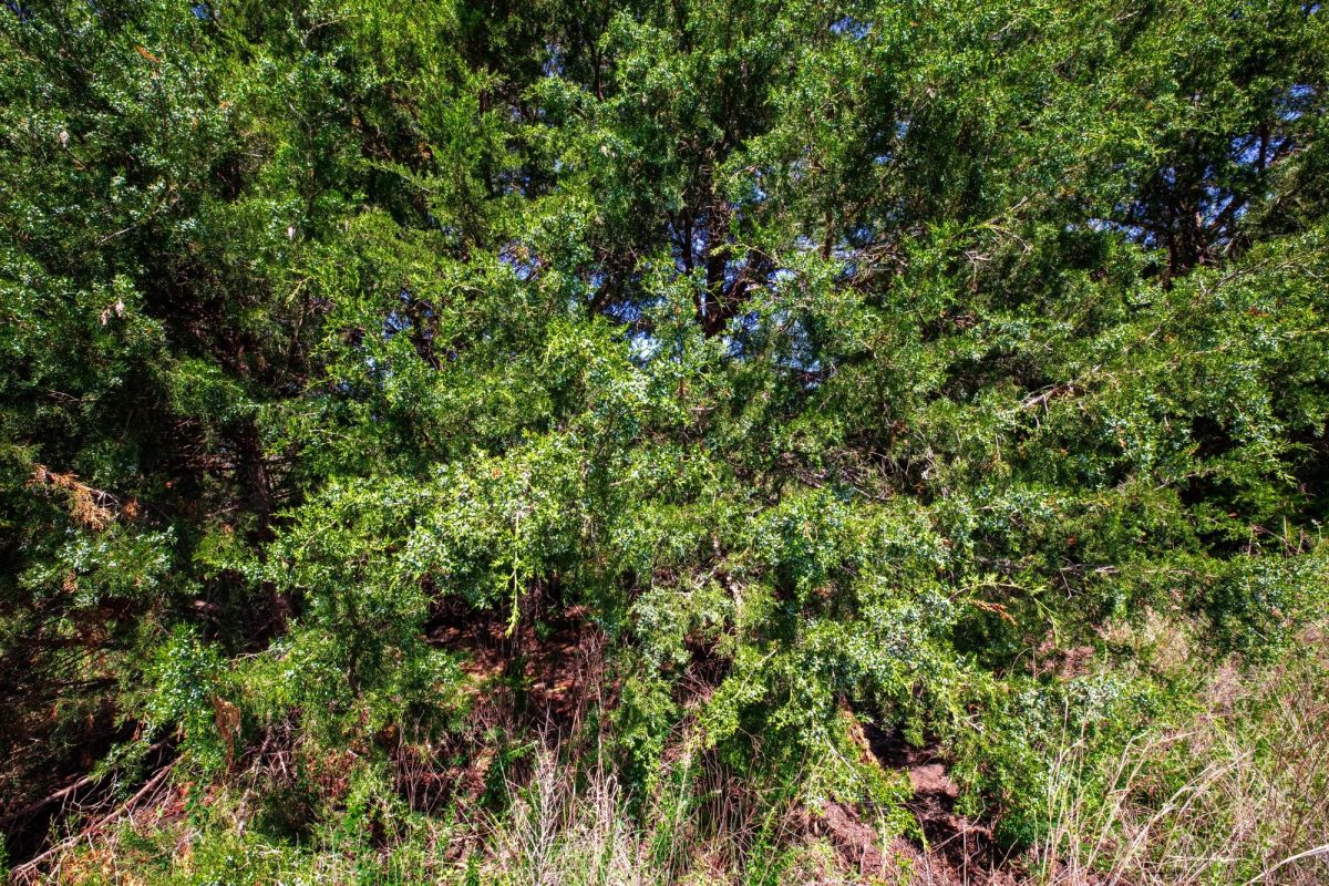 Decorative background for Prairie Grove Tract 18 image 27