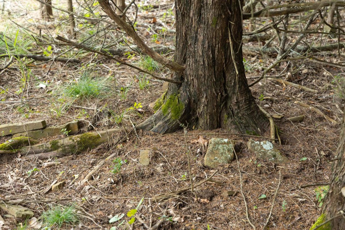 Decorative background for Reserves At Cattail Cove Phase II Tract 48 image 6