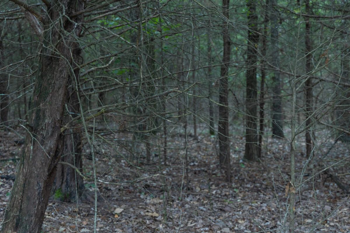 Decorative background for Reserves At Cattail Cove Phase II Tract 48 image 7