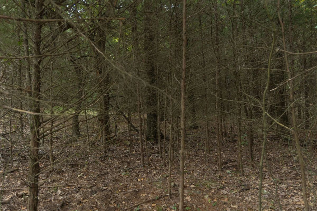 Decorative background for Reserves At Cattail Cove Phase II Tract 48 image 8