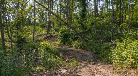 Creek Hollow Phase II Tract 81 in Rockcastle County, KY