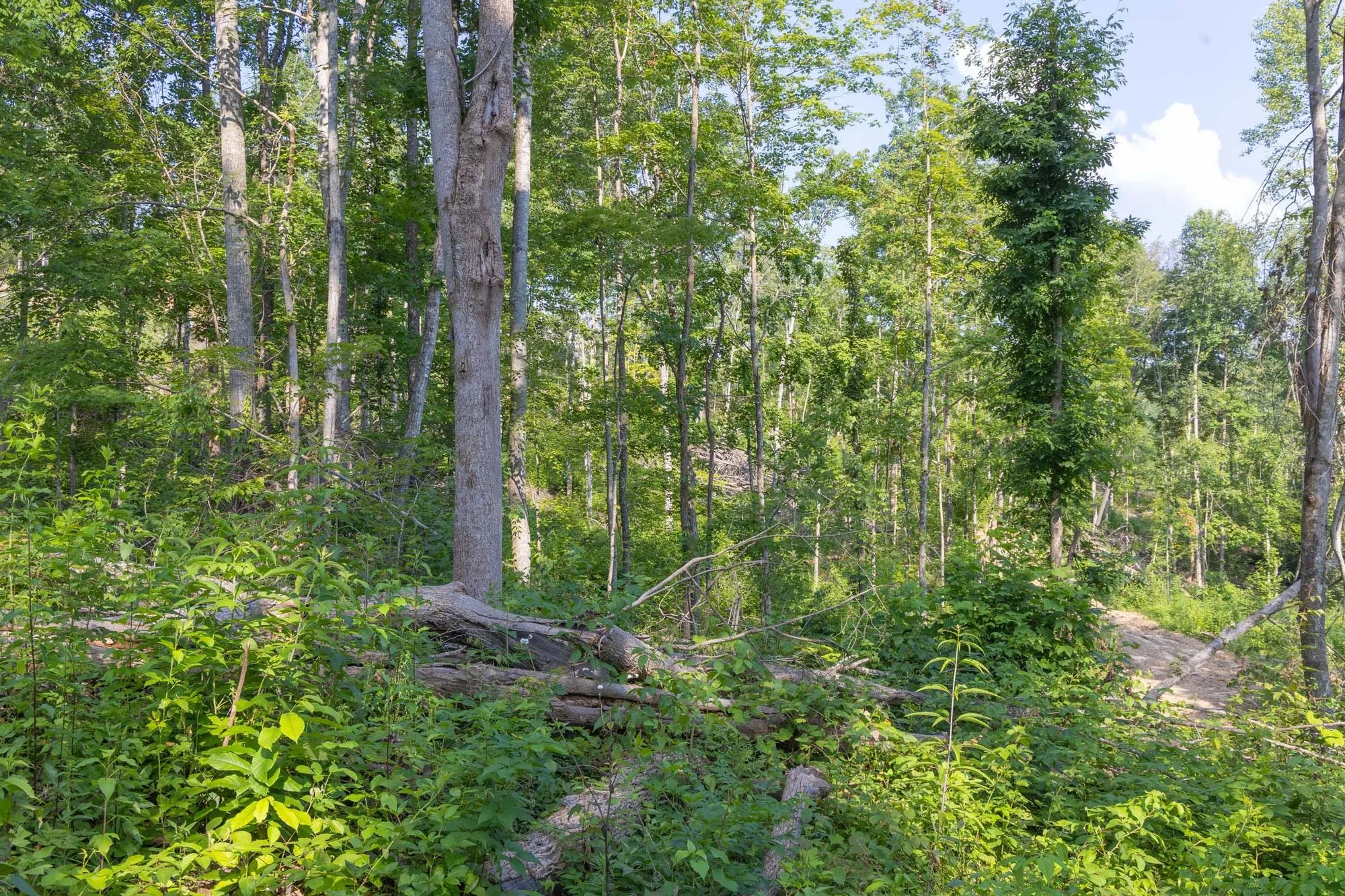 Creek Hollow Phase II Tract 81 in Rockcastle County, KY