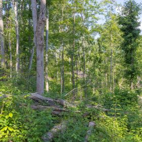 Creek Hollow Phase II Tract 81 in Rockcastle County, KY