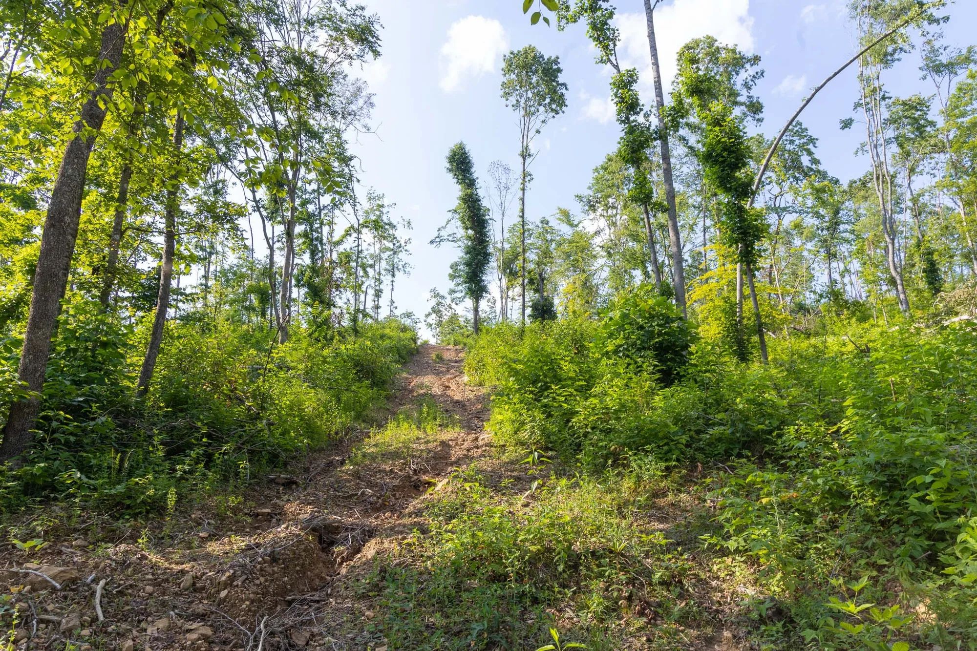 Creek Hollow Phase II Tract 81 in Rockcastle County, KY