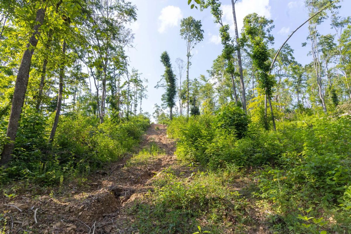 Creek Hollow Phase II Tract 81 - Image 4