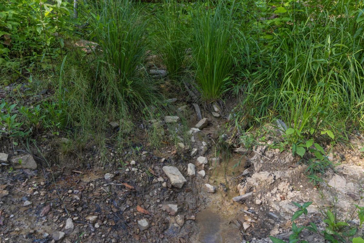 Decorative background for Creek Hollow Phase II Tract 81 image 5