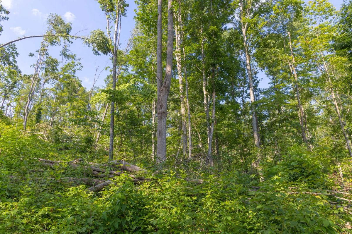 Decorative background for Creek Hollow Phase II Tract 81 image 6