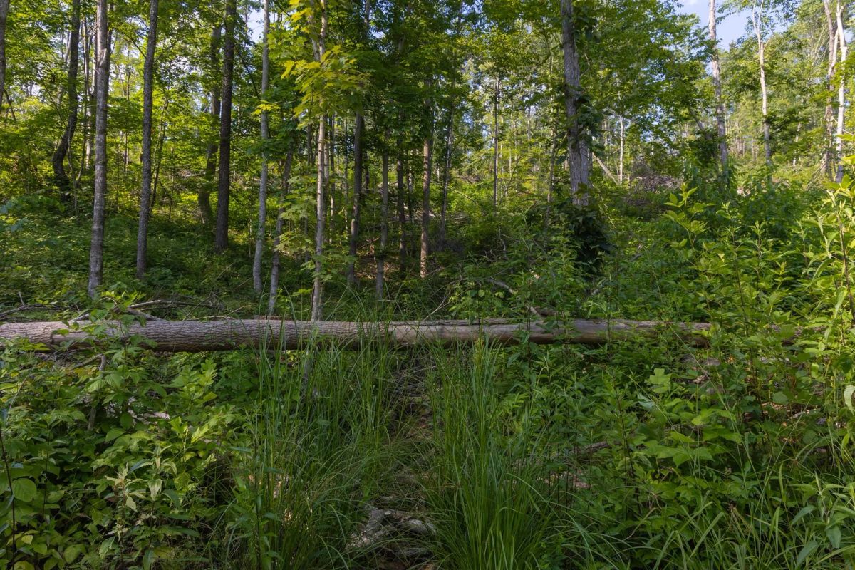 Decorative background for Creek Hollow Phase II Tract 81 image 8