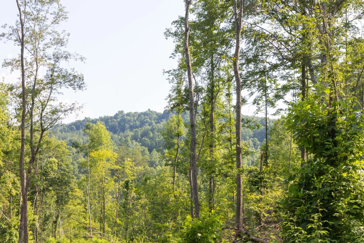 Decorative background for Creek Hollow Phase II Tract 81 image 10