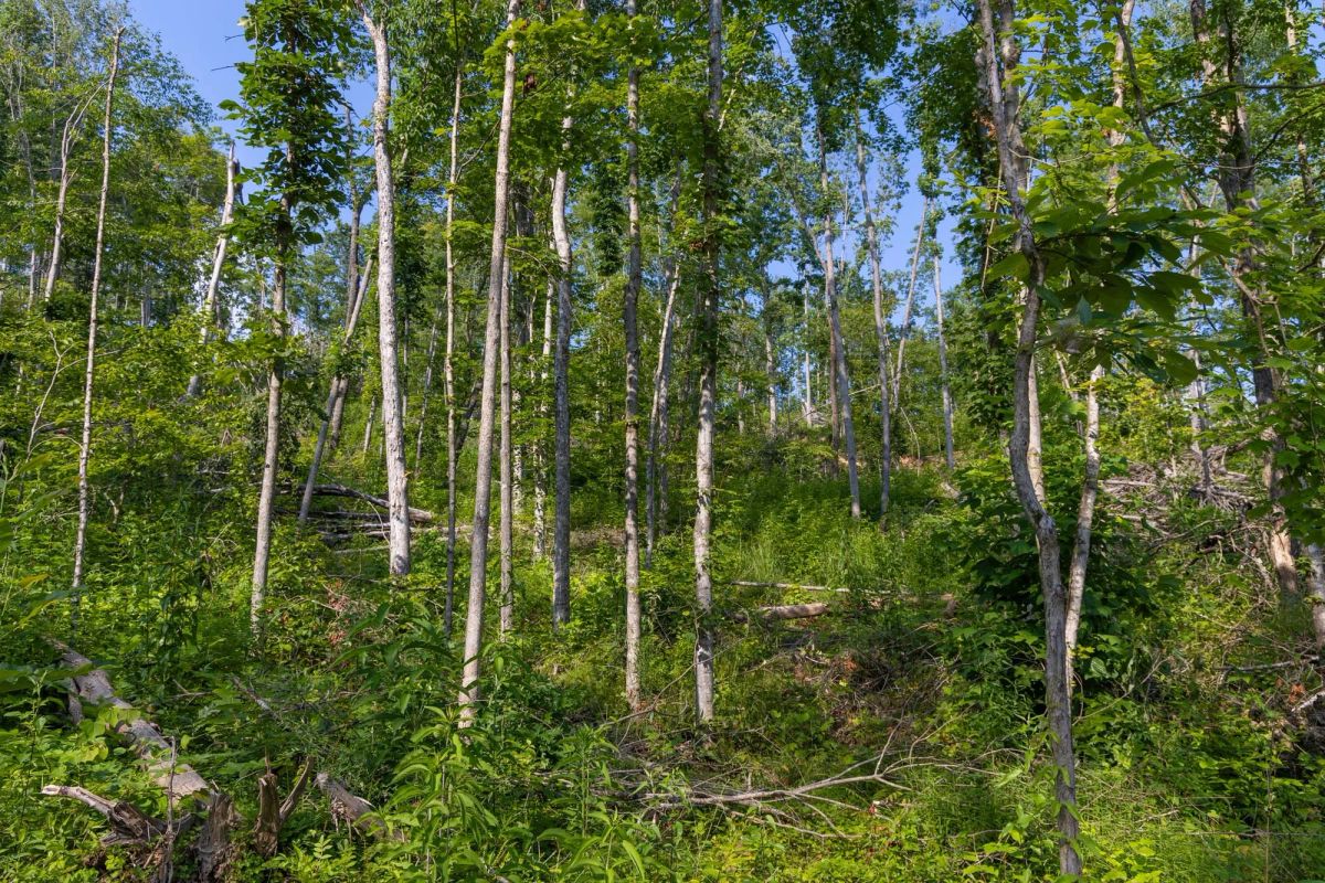 Decorative background for Creek Hollow Phase II Tract 81 image 11