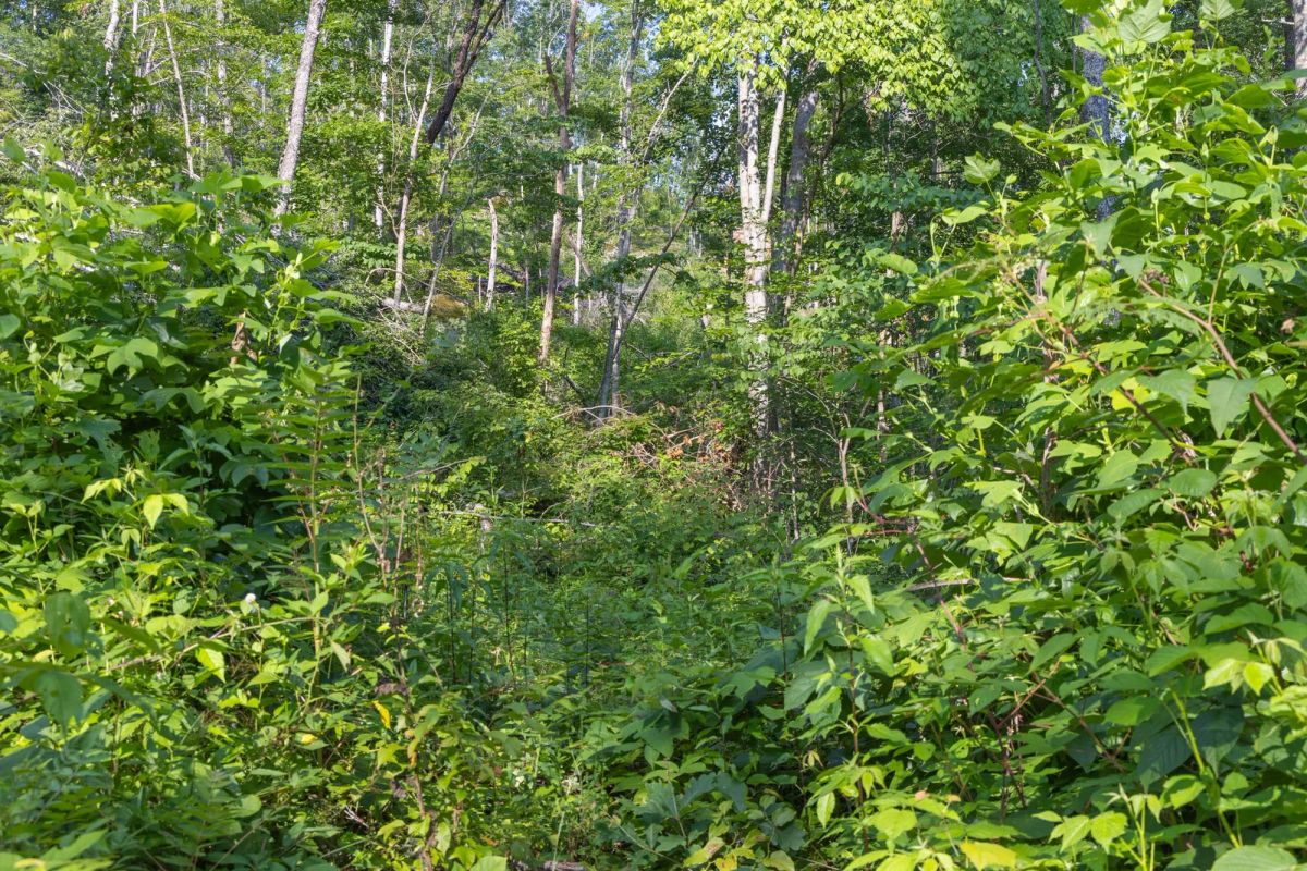 Decorative background for Creek Hollow Phase II Tract 81 image 12