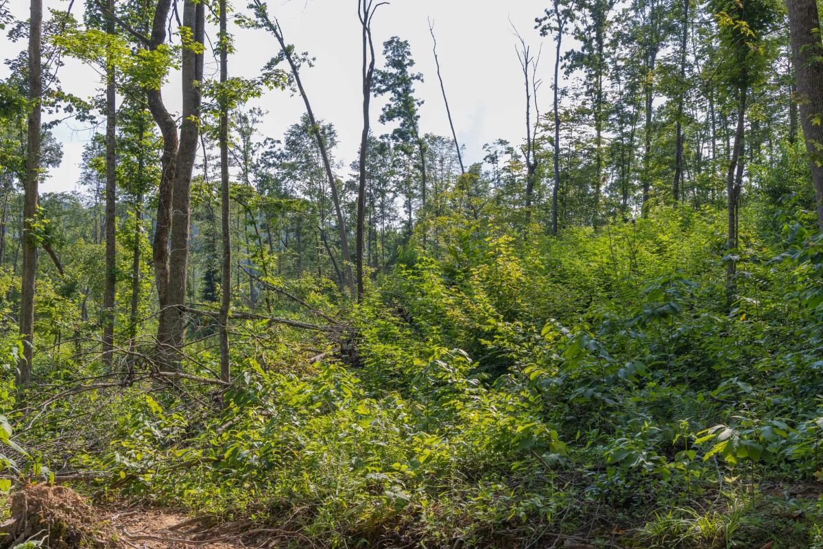 Decorative background for Creek Hollow Phase II Tract 81 image 13