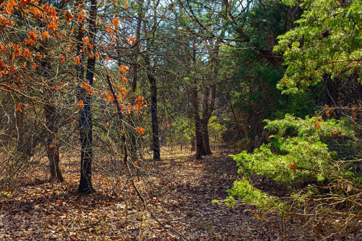 Decorative background for Reserves At Cattail Cove Phase I Tract 24 image 11
