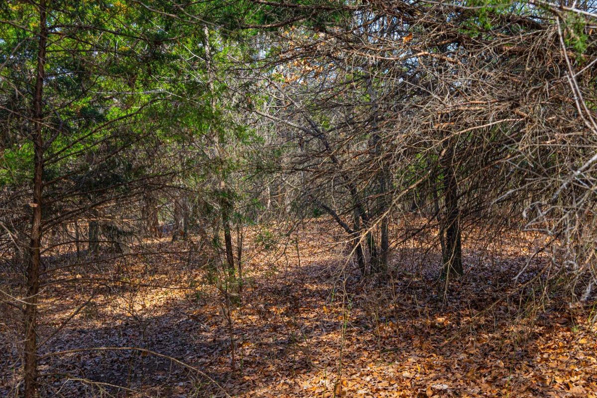 Decorative background for Reserves At Cattail Cove Phase I Tract 24 image 14