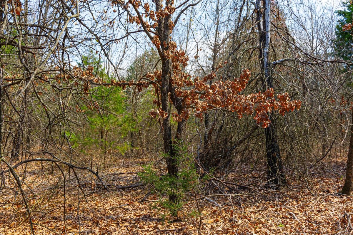 Decorative background for Reserves At Cattail Cove Phase I Tract 24 image 17