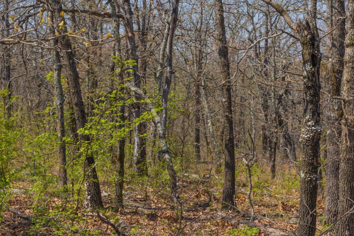 JLH Estates Tract 17 - Image 4