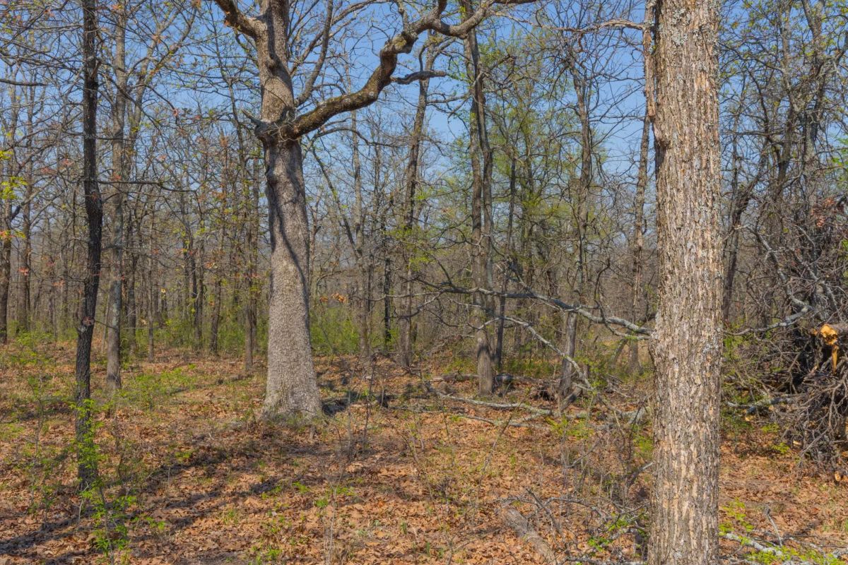 Decorative background for JLH Estates Tract 17 image 7