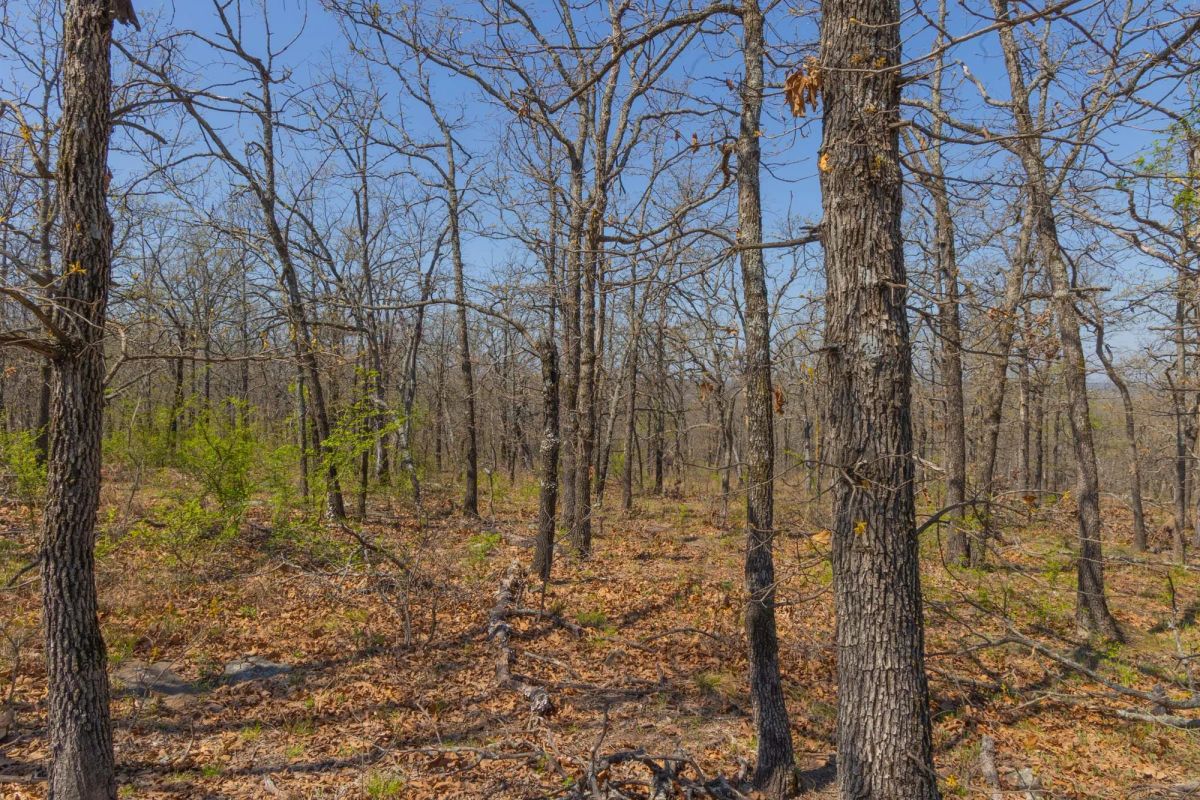Decorative background for JLH Estates Tract 17 image 8