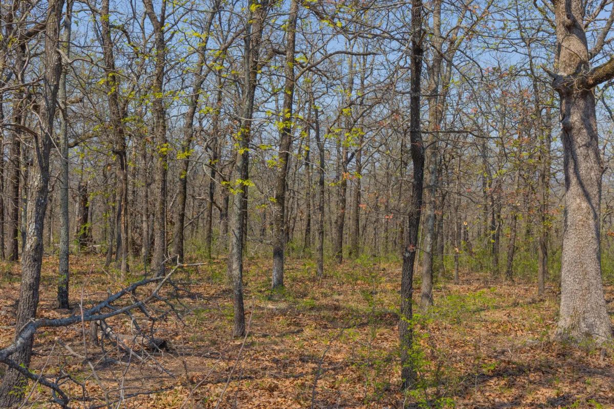Decorative background for JLH Estates Tract 17 image 9