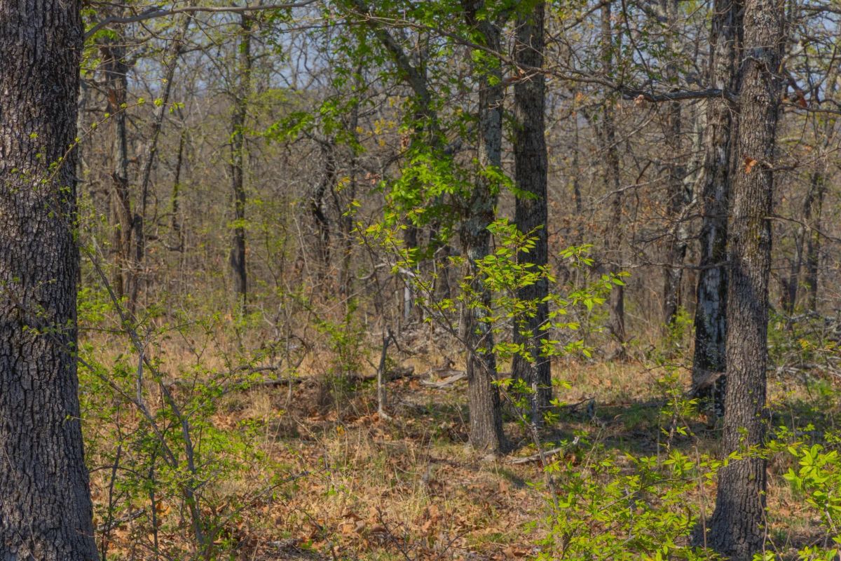 Decorative background for JLH Estates Tract 17 image 11