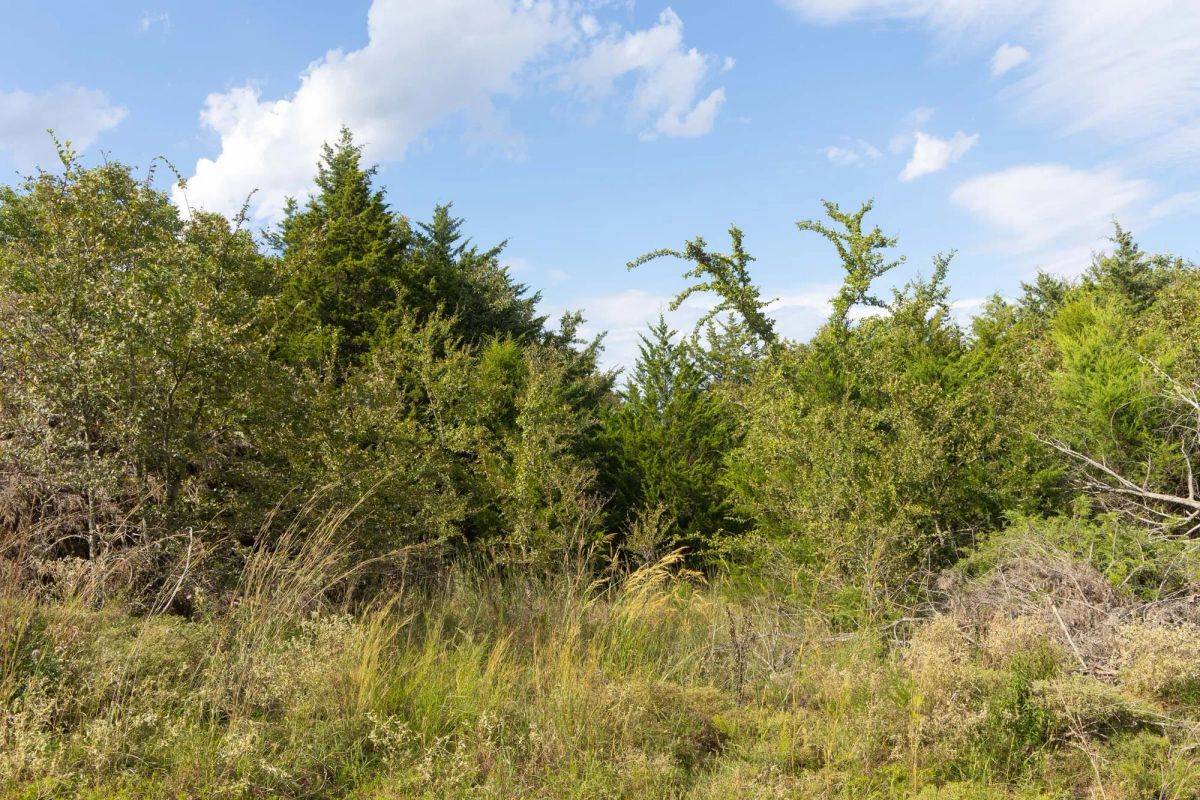 Decorative background for Reserves At Cattail Cove Phase II Tract 77 image 6