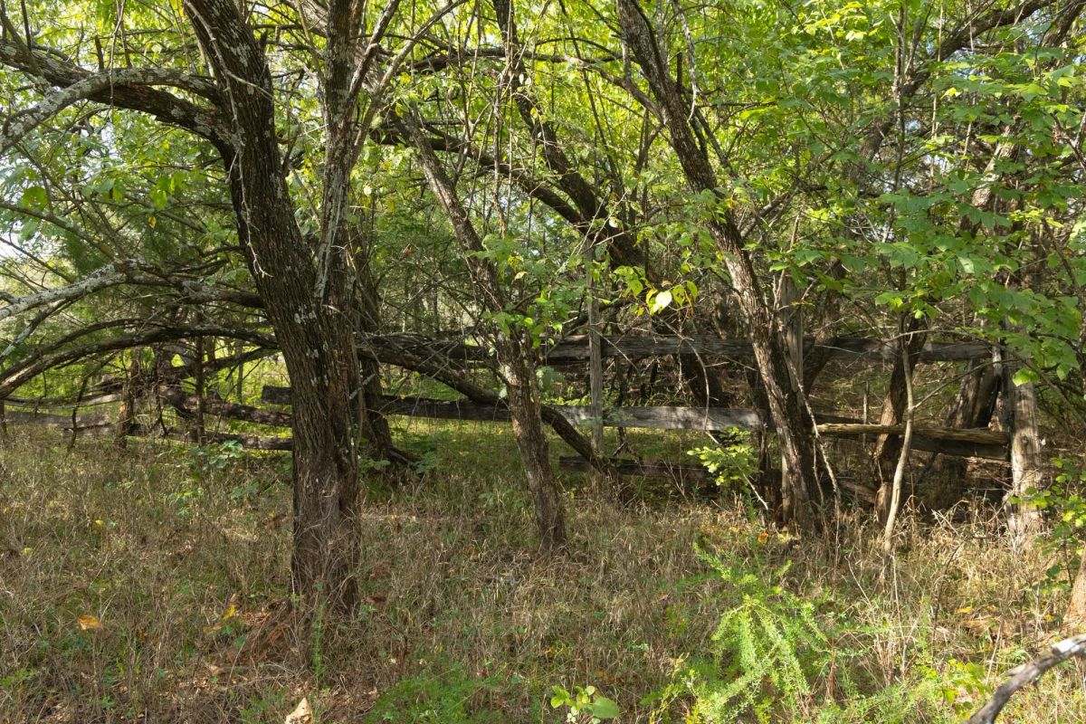 Decorative background for Reserves At Cattail Cove Phase II Tract 77 image 8