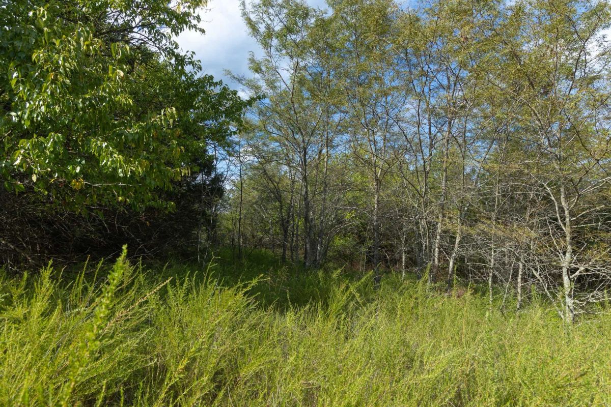 Decorative background for Reserves At Cattail Cove Phase II Tract 77 image 9