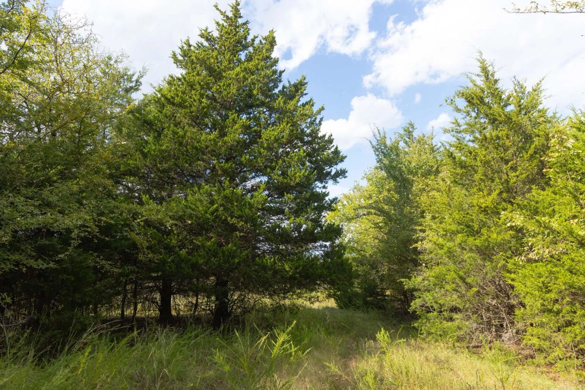 Decorative background for Reserves At Cattail Cove Phase II Tract 77 image 12
