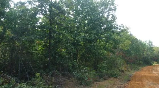 Sugartree Falls Tract 10 in Wayne County, TN