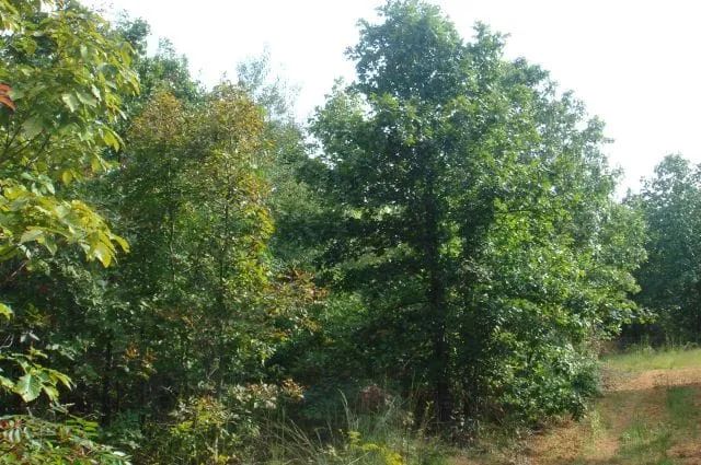 Sugartree Falls Tract 10 - Image 4