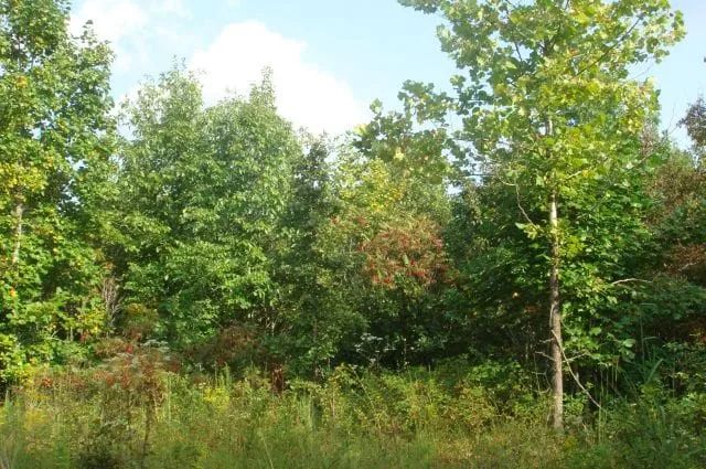 Decorative background for Sugartree Falls Tract 10 image 5