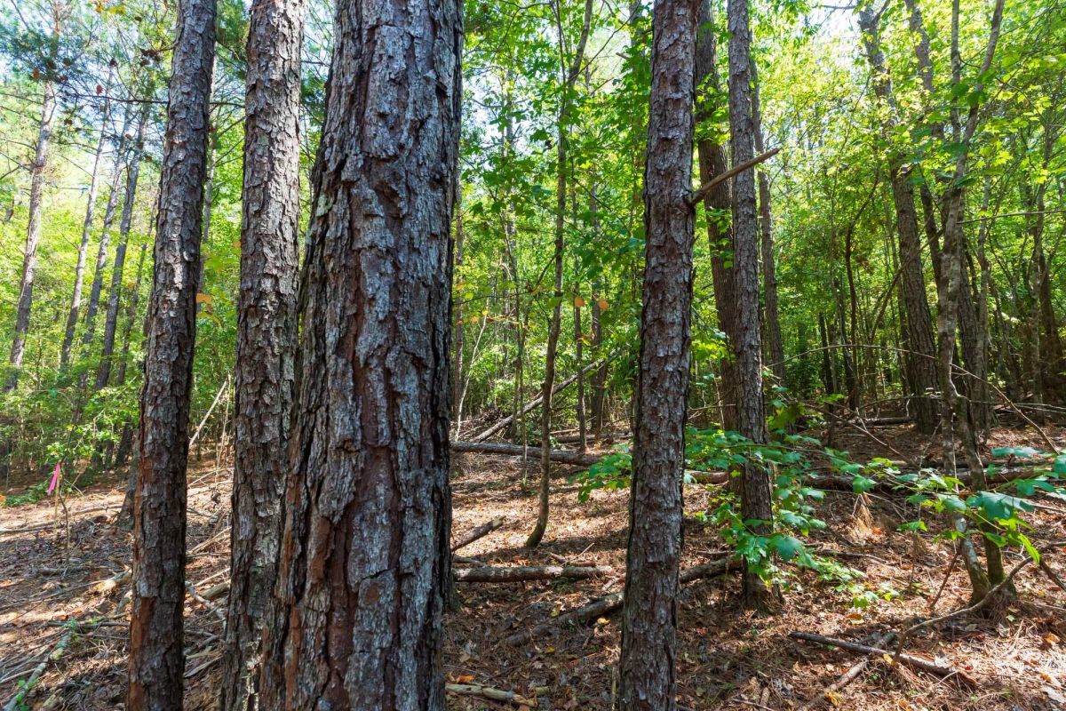 Willow Grove Tract 14 - Image 2