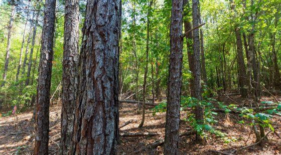 Willow Grove Tract 14 in Lamar County, AL