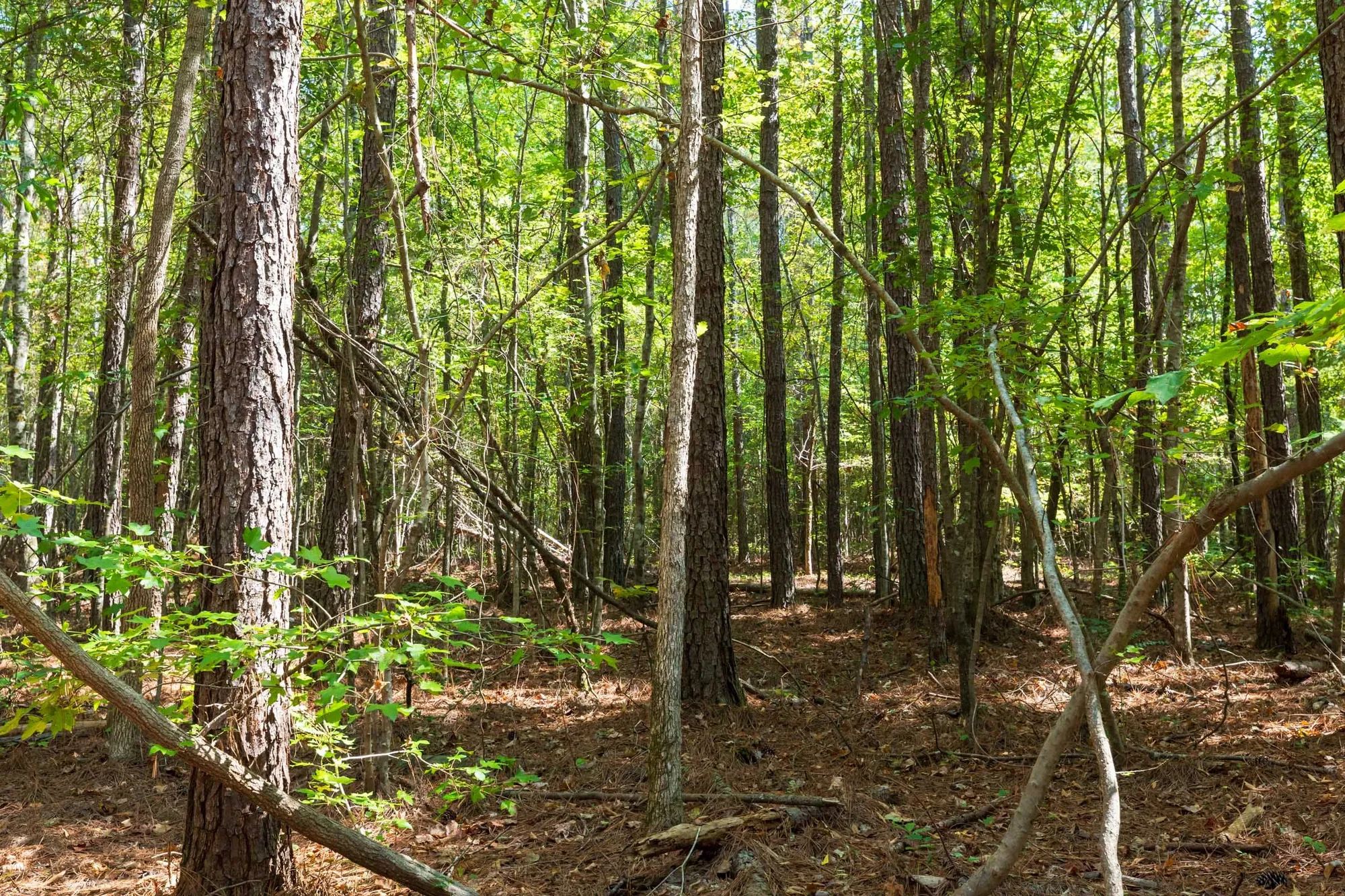 Willow Grove Tract 14 in Lamar County, AL