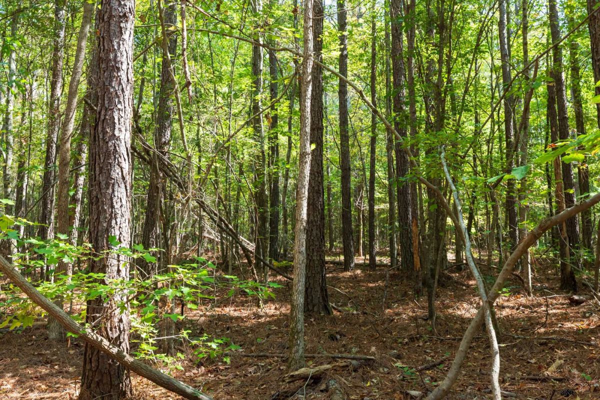 Willow Grove Tract 14 - Image 3