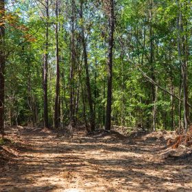 Willow Grove Tract 14 in Lamar County, AL