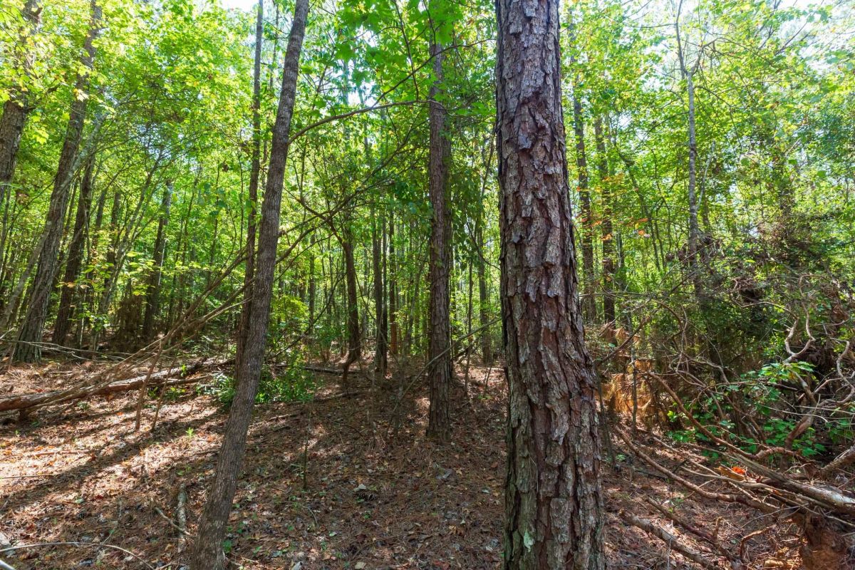 Decorative background for Willow Grove Tract 14 image 5