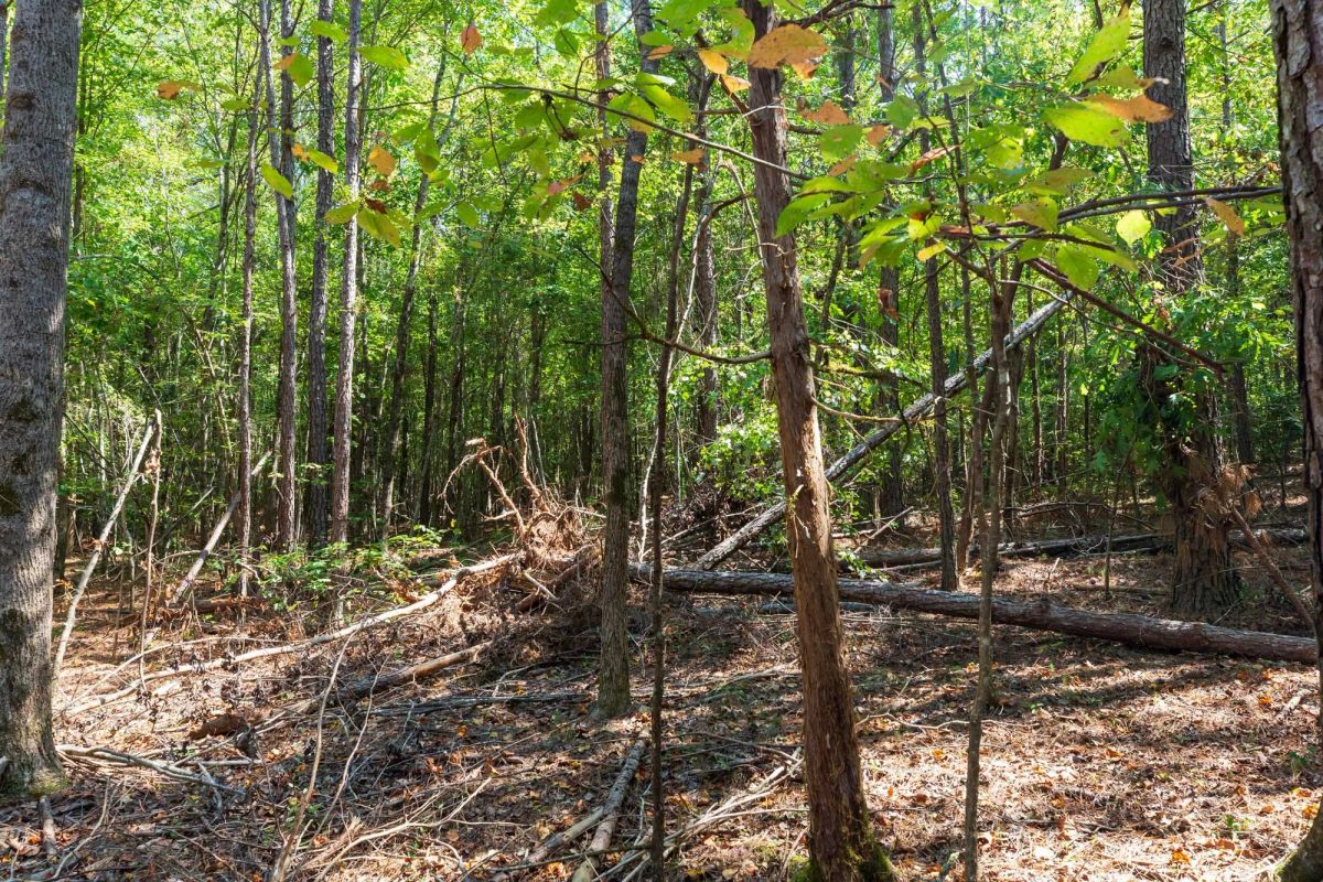 Decorative background for Willow Grove Tract 14 image 6