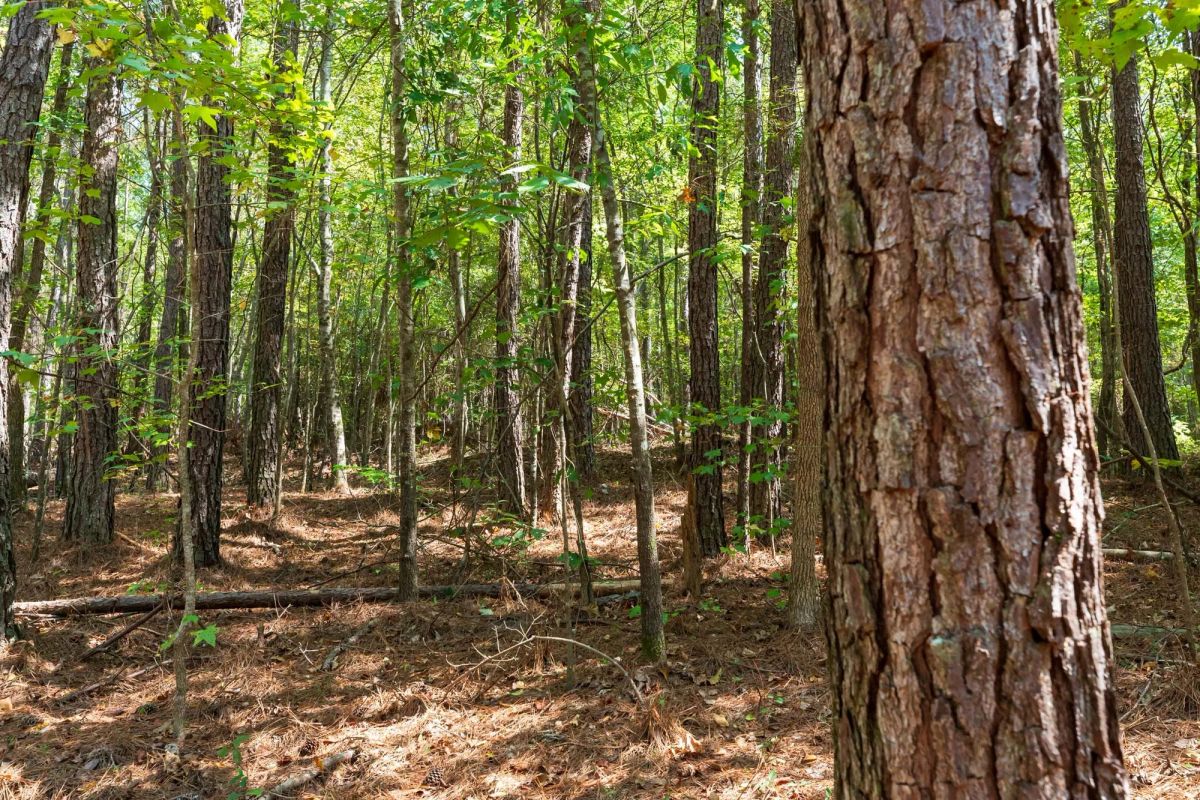 Decorative background for Willow Grove Tract 14 image 9