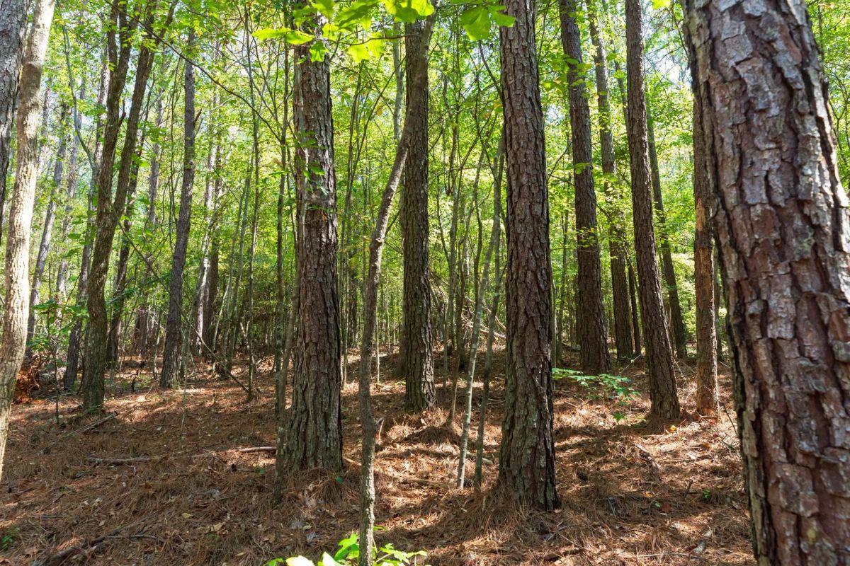 Decorative background for Willow Grove Tract 14 image 10