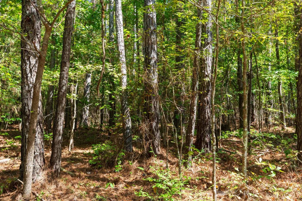 Decorative background for Willow Grove Tract 14 image 13