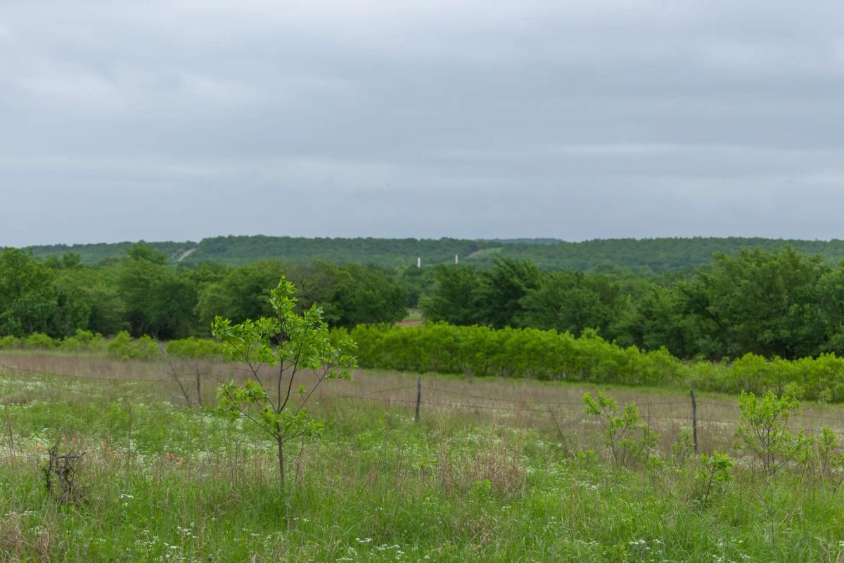 Decorative background for Harmony Hills Tract 3 image 5