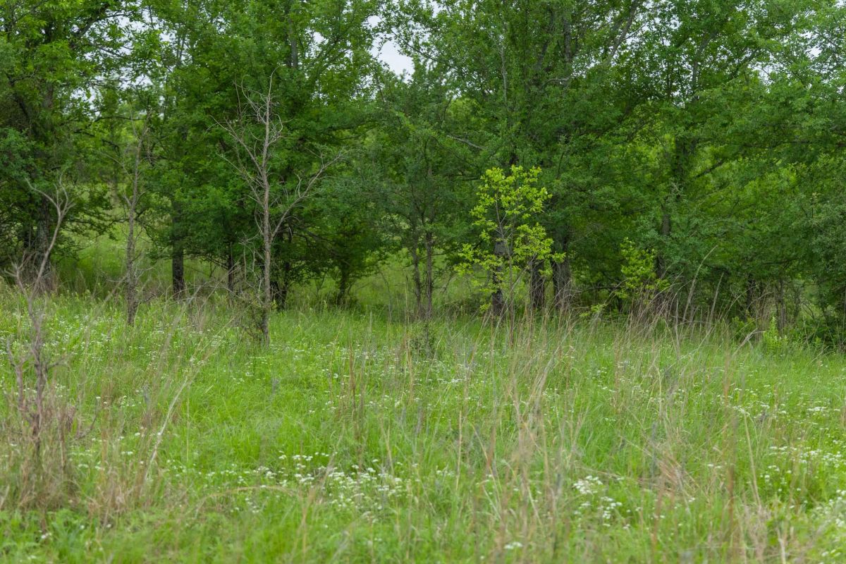 Decorative background for Harmony Hills Tract 3 image 11