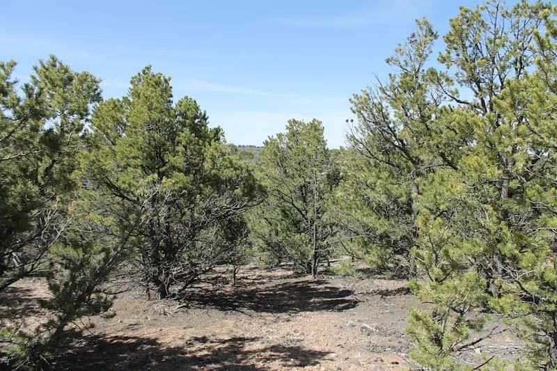Decorative background for Sangre de Cristo Ranches Tract 4691 image 5