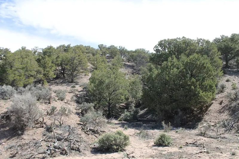 Decorative background for Sangre de Cristo Ranches Tract 4691 image 10