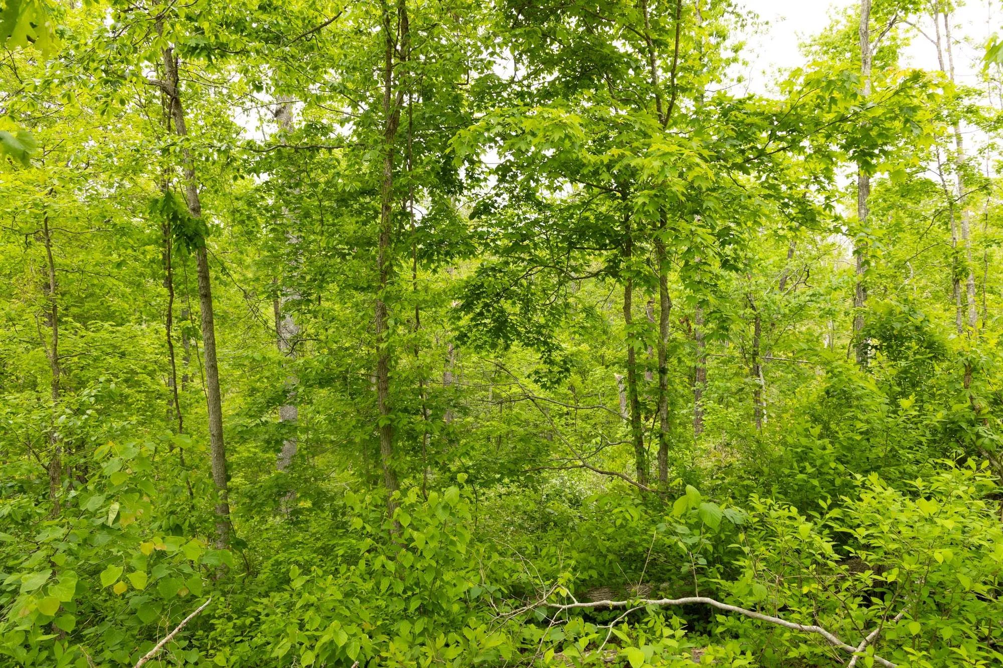 Stardust Estates Tract 31 in Reynolds County, MO