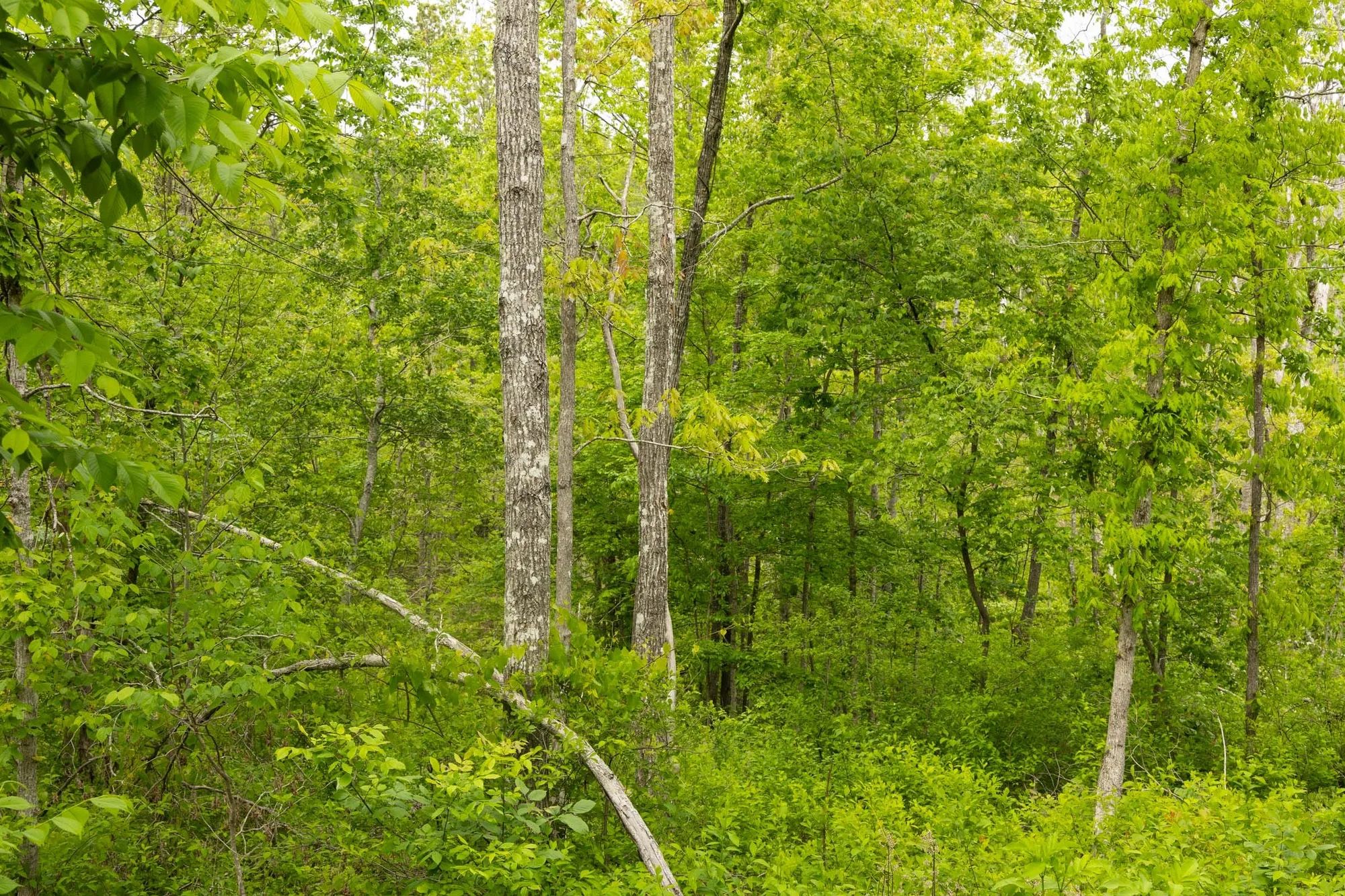 Stardust Estates Tract 31 in Reynolds County, MO