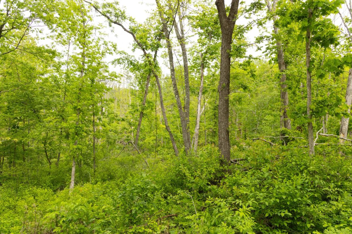 Decorative background for Stardust Estates Tract 31 image 5