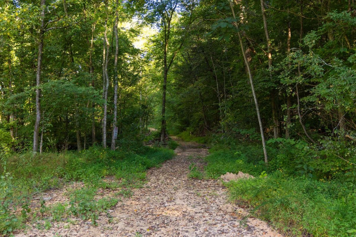 Big White Oak Tract 82 - Image 3